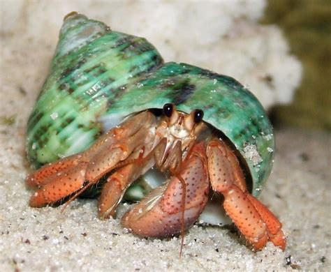 Hermit Crab Wallpapers - Wallpaper Cave