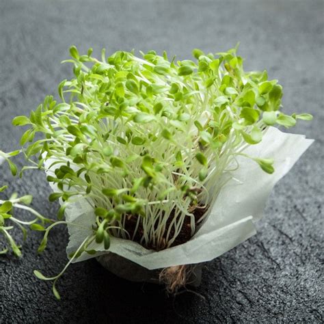 Microgreens ‘Lettuce’ – Light crunch for sandwiches – myBageecha