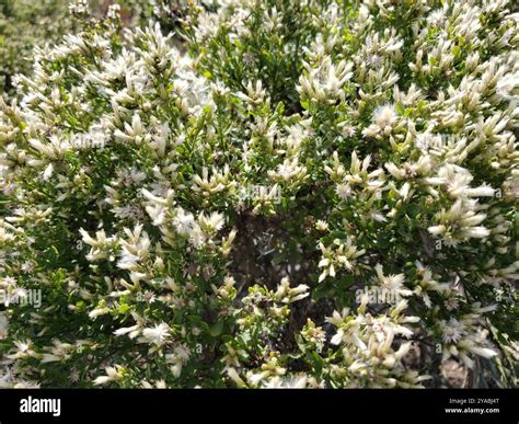 coyote brush (Baccharis pilularis) Plantae Stock Photo - Alamy