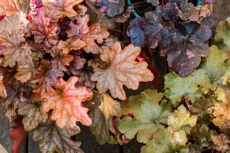 Coral Bells: Plant Care & Growing Guide