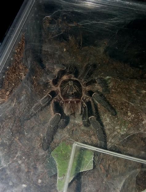 Heterometrus petersii : r/Scorpions