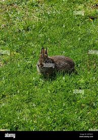 Image result for Albino Bunny