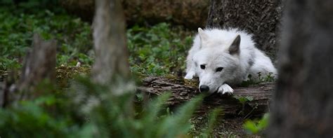 Image result for Howling Wolves Sleep