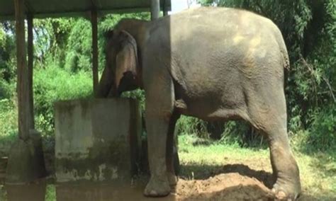 Read all Latest Updates on and about elephant protection