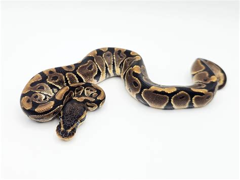 Image result for Desert Ghost Axanthic Ball Python