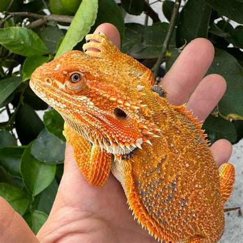 Orange Het Hypo/Trans Blue Bar Central Bearded Dragon by Spitfire ...