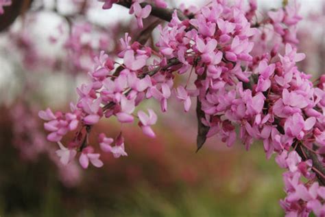 How Many Redbud Trees Species Do You Know? – Ugaoo