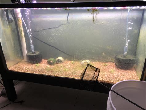 Anyone here who has successfully cultured Daphnia (water fleas)? Would appreciate advice : r ...