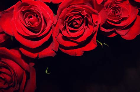 Black and Red Flower Wallpapers - Top Free Black and Red Flower ...