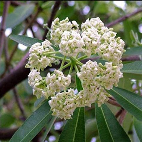 Plant Nursery Online Alstonia Scolaris, Saptparni (Pack of 2) - Live ...