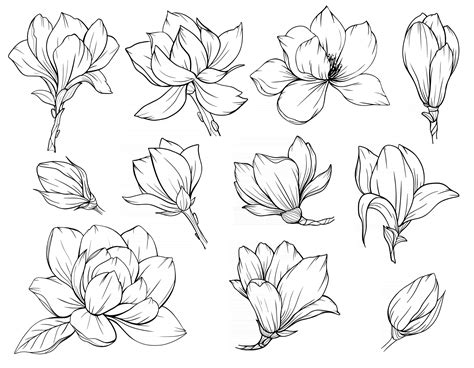 Magnolia Flower Outline Magnolia LIne Art Line Drawing 3325135 Vector ...