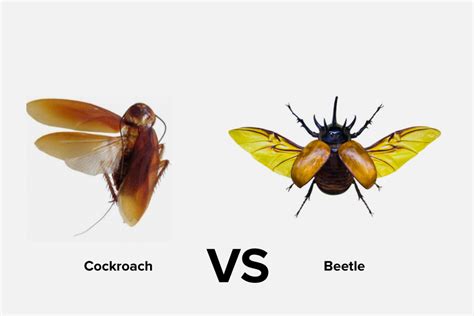 Image result for Gecko vs Cockroach