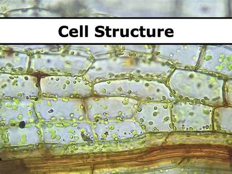 Image result for Crash Course Cell Structure