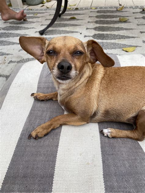 What Is A Mix Of Dachshund And Chihuahua Called? What Is, 42% OFF