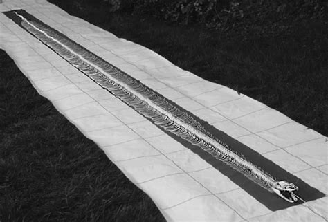 Image result for Python Skeleton