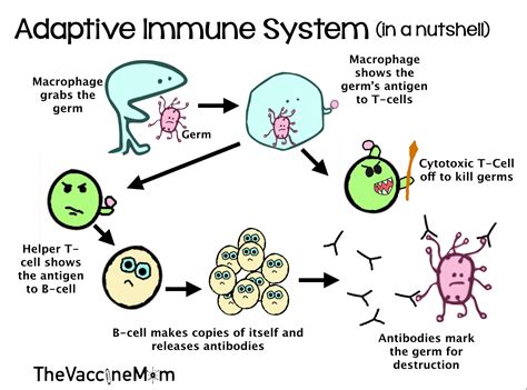 Simple Immune System Drawing - Drawing Skills Academy