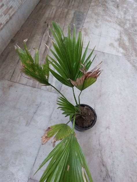 Plantazee Wofloo Live China Palm Tree Indoor Air Purifying Plant ...