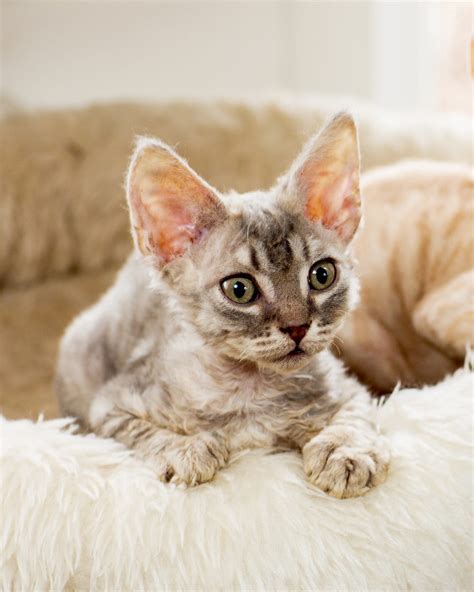 15 Hypoallergenic Cat Breeds for People With Allergies