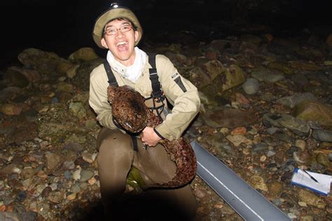 Japanese Giant Salamanders GIANT SALAMANDER EMERGES FROM RIVER IN