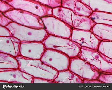 Onion Cell Under Microscope 100x Onion Epidermus Micrograph 5480664