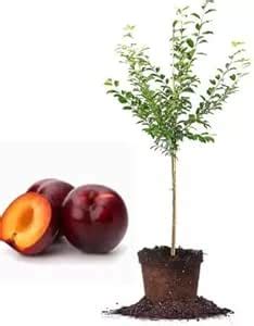 Cloud Farm Exotic Live Grafted Plum (Aalu bukhara/Aloo bukhara ...