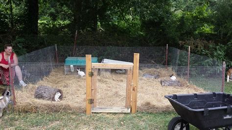 DIY Rabbit Colony 的图像结果