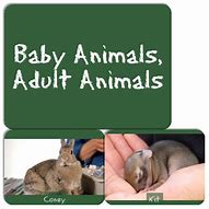 Image result for Spring Baby Animals Chicks