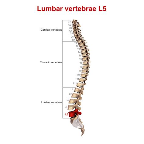 How To Identify A Lumbar Vertebrae at Brooke Plume blog