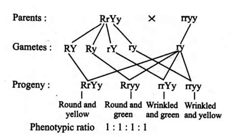 A dihybrid for qualitative trait is crossed with homozygous recessive ...