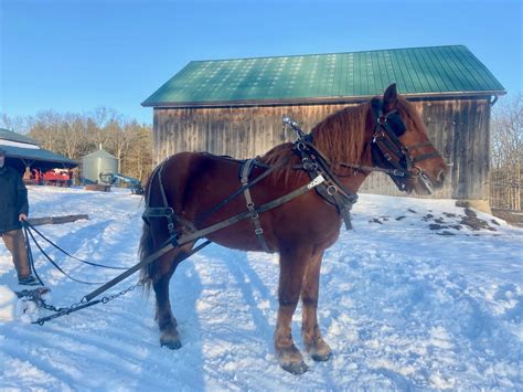 Blog – Orchard Hill Farm