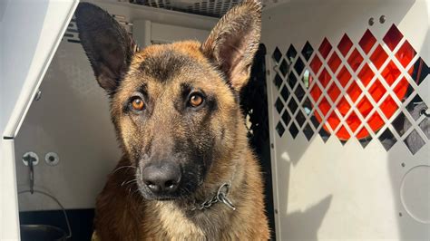 Meet Zorro, the new K9 officer - mlive.com