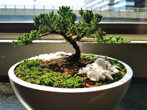 Right Tree Species For Bonsai Plant