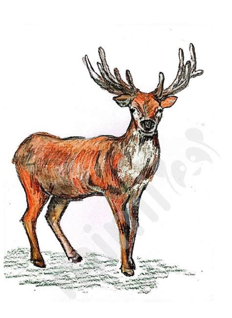Deer Drawing Tutorial 的图像结果