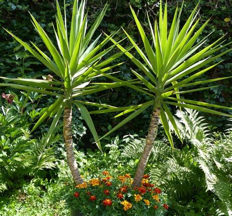 Yucca aloifolia care and characteristics: a detailed and complete guide