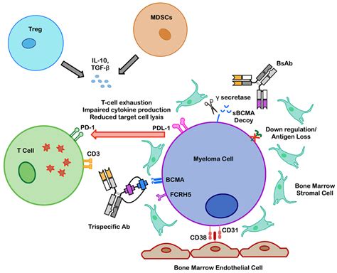 Minimising Toxicity and Maximising Response: T-Cell Engagers for ...