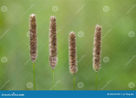 Meadow Foxtail Grass stock photo. Image of head, four - 35316196