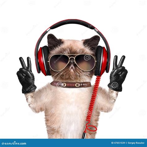 Cat headphones. stock image. Image of device, audio, adorable - 47651539