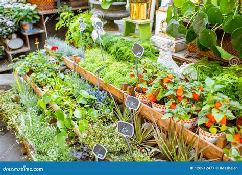 Green Plants on the Showcase of French Market Stock Image - Image of ...