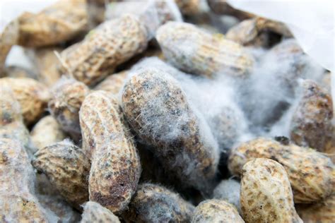 Aflatoxin