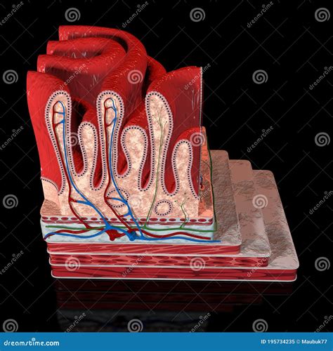 3D Illustration of the Stomach Layers Stock Illustration - Illustration of organ, villi: 195734235