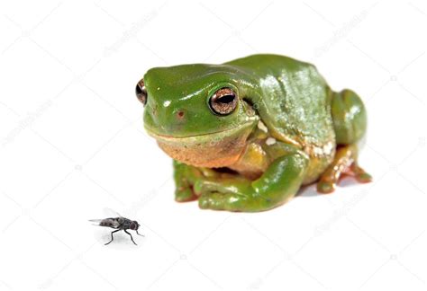 Image result for Tree Frog Fly