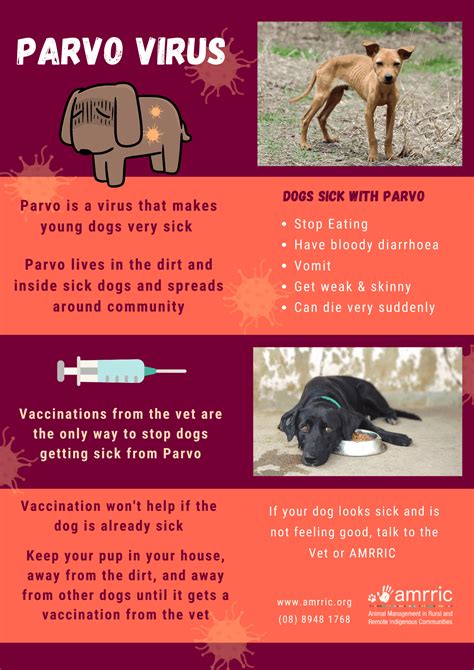 Can Humans Get Canine Parvovirus