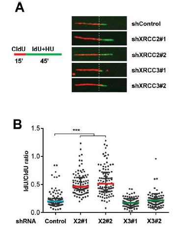 Department of Biochemistry, IISc