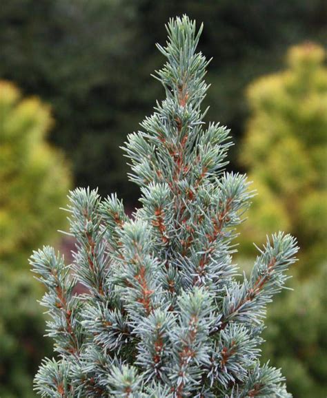 Picea glauca ‘Conica Blue’ | Питомник Тайга