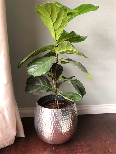 The Best Fiddle Leaf Fig Fertilizer How and When to Use It | Fiddle ...