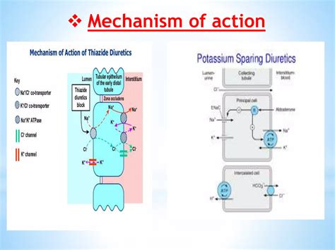 Diuretics-Mechanism of action,Diuretic Types and Adverse effects,Drug specifications | PPTX