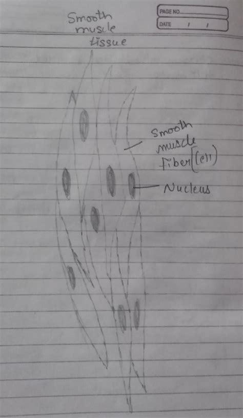 Diagrammatically show the difference between the three types of muscle ...