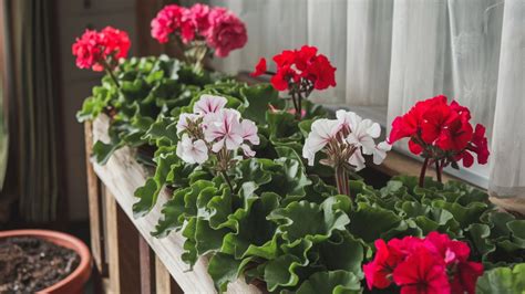 How to easily overwinter geraniums indoors during the winter - Bluenose ...