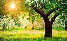 Tree Wallpaper by Free Desktop Wallpapers Trees Wallpaper Cave Tree Wallpaper