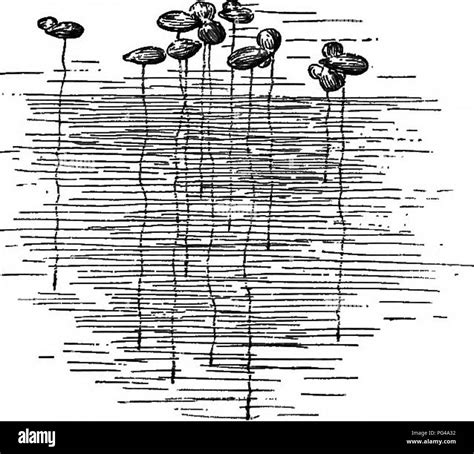 This text introduces key concepts in botany, focusing on plant adaptations to extreme ... - adaptations of yucca